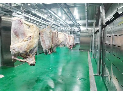 河北13500立方米進(jìn)口牛定點屠宰加工冷庫規(guī)劃項目
