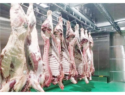 河北13500立方米進(jìn)口牛定點屠宰加工冷庫規(guī)劃項目